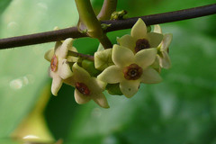 Heterostemma dalzellii